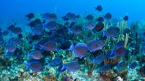 buccoo-reef-trinidad